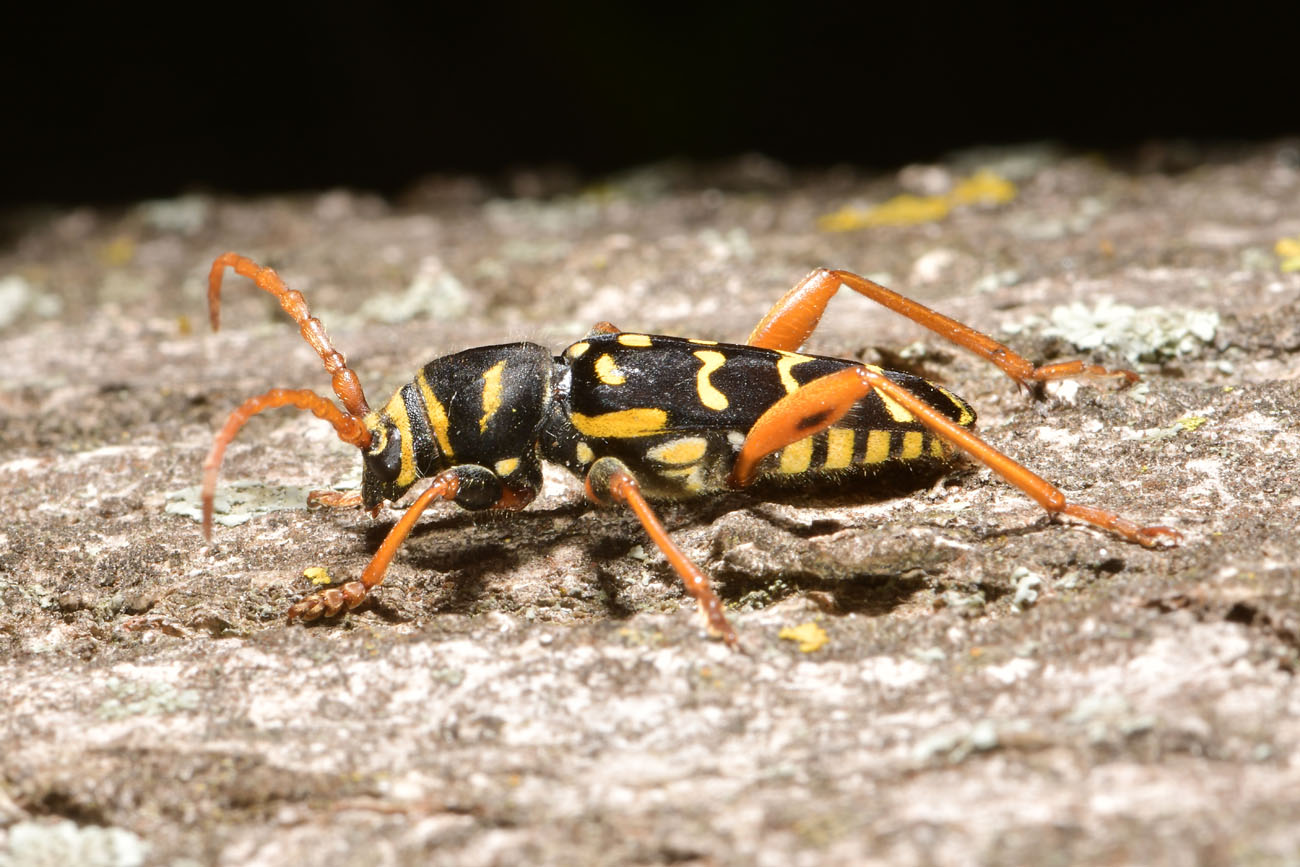 Cerambycidae:  Plagionotus arcuatus?  S !